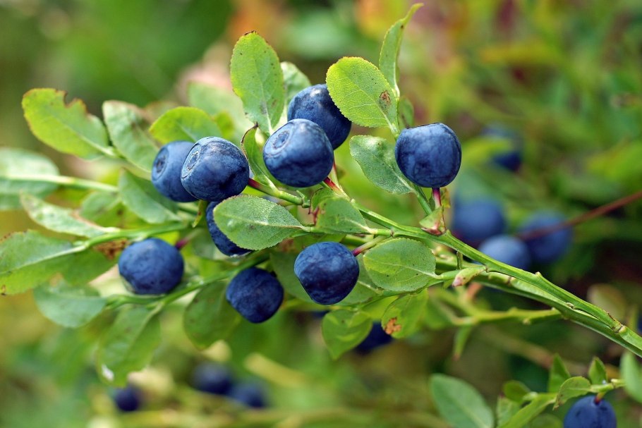 Жимолость съедобная (Lonicera edulis)