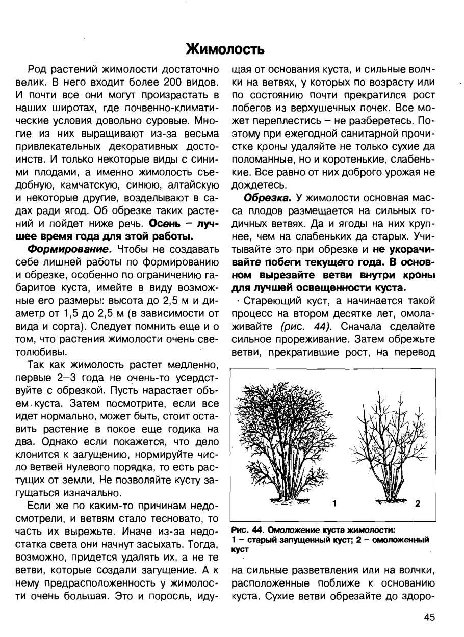 Секаторы в руке в саду