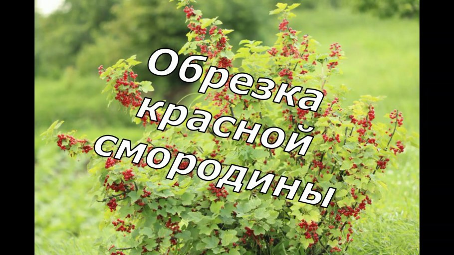 Нулевые побеги у смородины