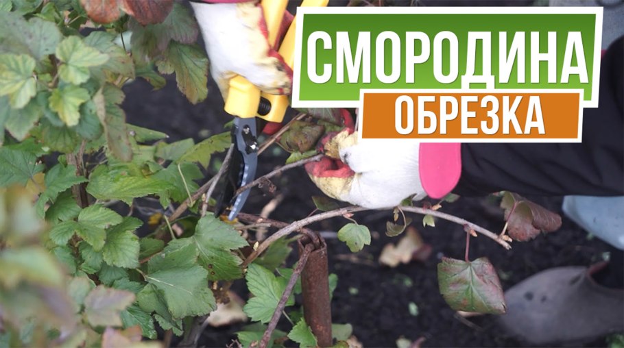 Красная смородина куст весной
