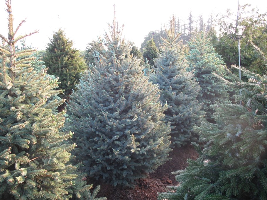 Ель колючая Глаука Глобоза (glauca globosa)