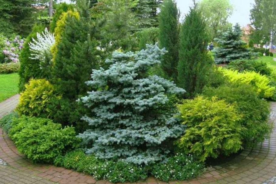Ель колючая Глобоза