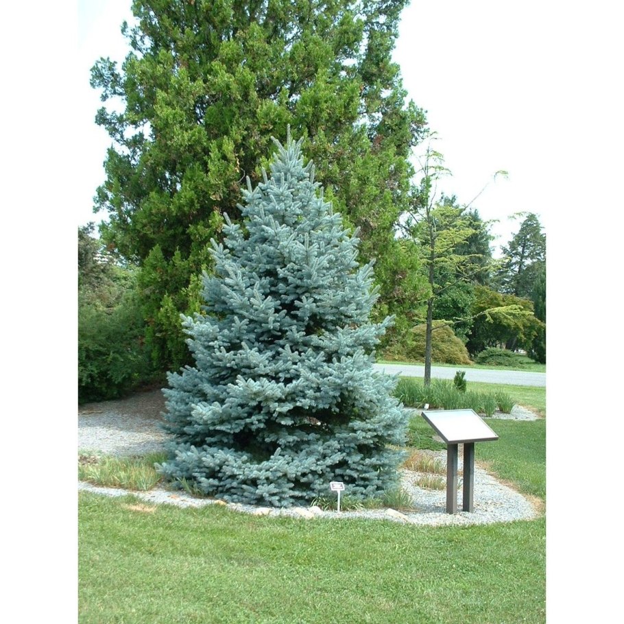 Ель колючая ф. сизая (Picea pungens f. glauca)