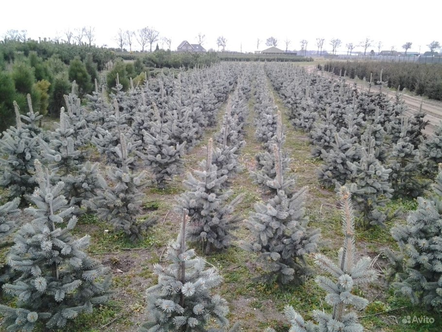 Picea pungens glauca globosa