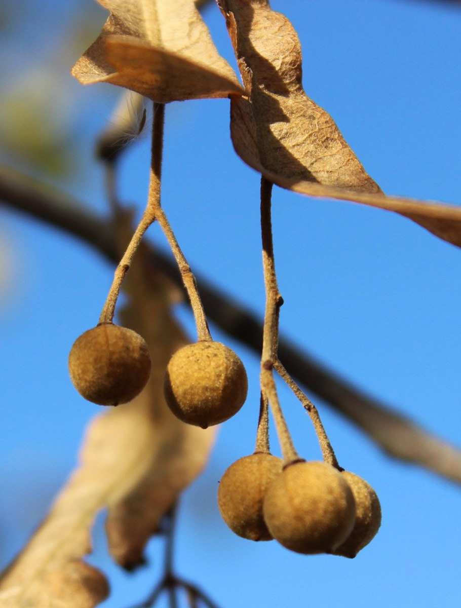 Плоды липы