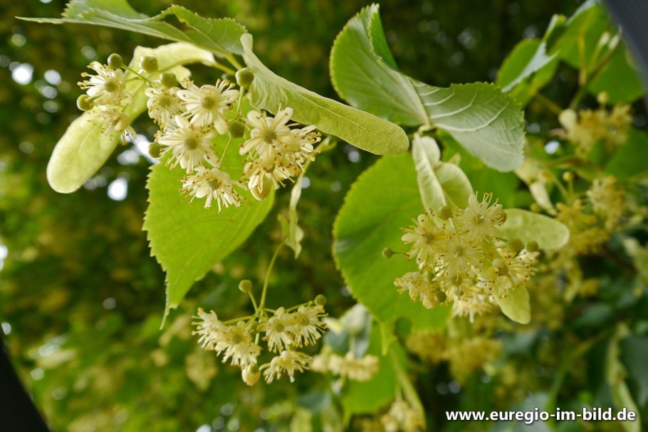 Липа крупнолистная плоды