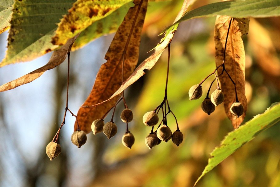 Липа крупнолистная плоды