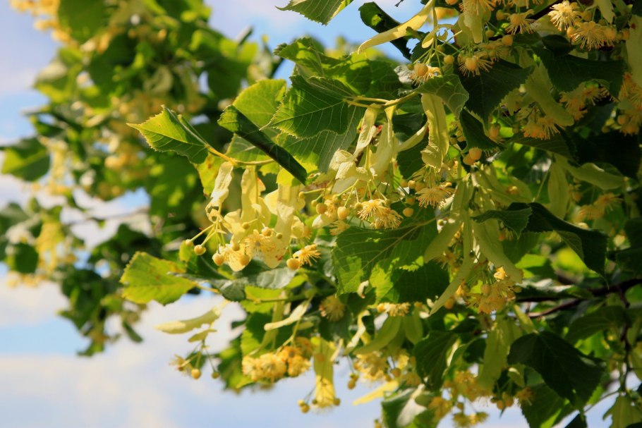 Липа дерево медонос