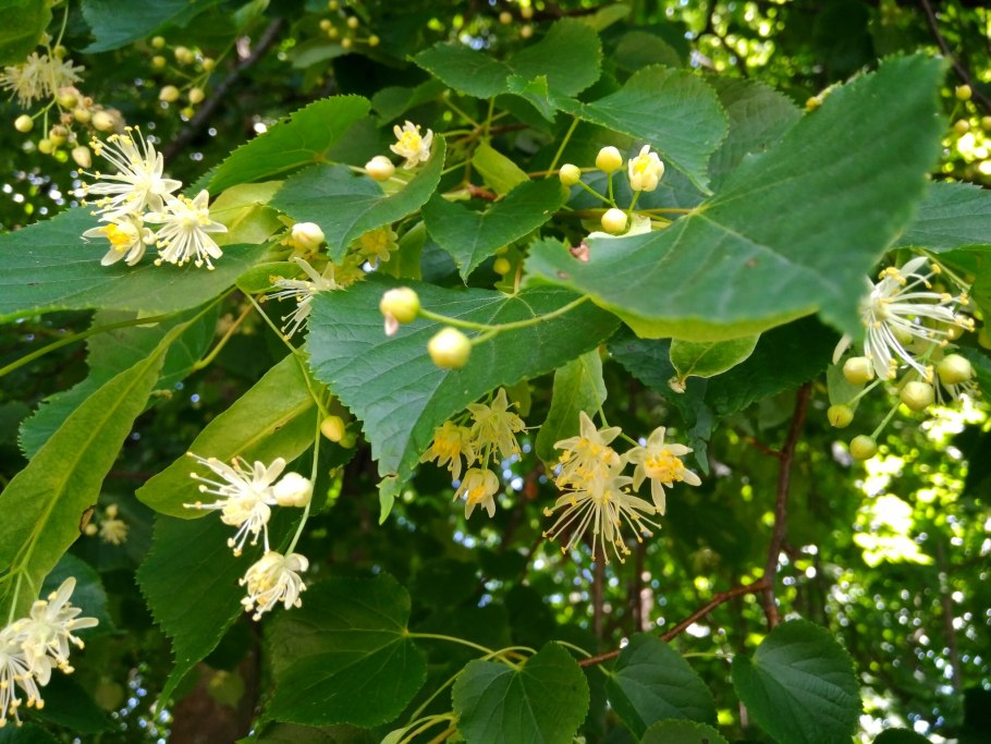 Липа Кавказская крупнолистная