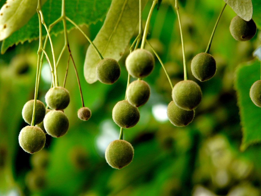 Липа мелколистная сердцевидная