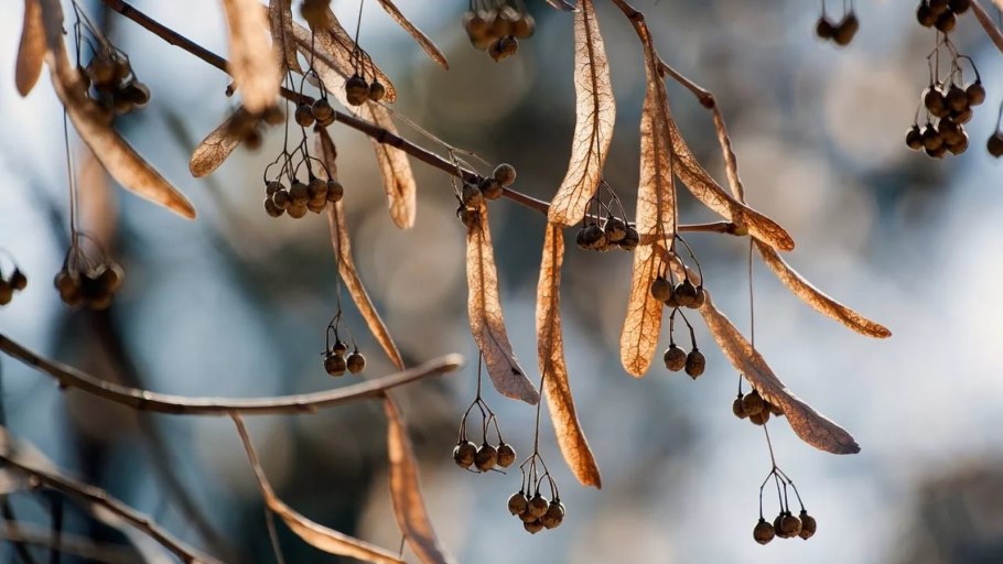 Липа осенью семена