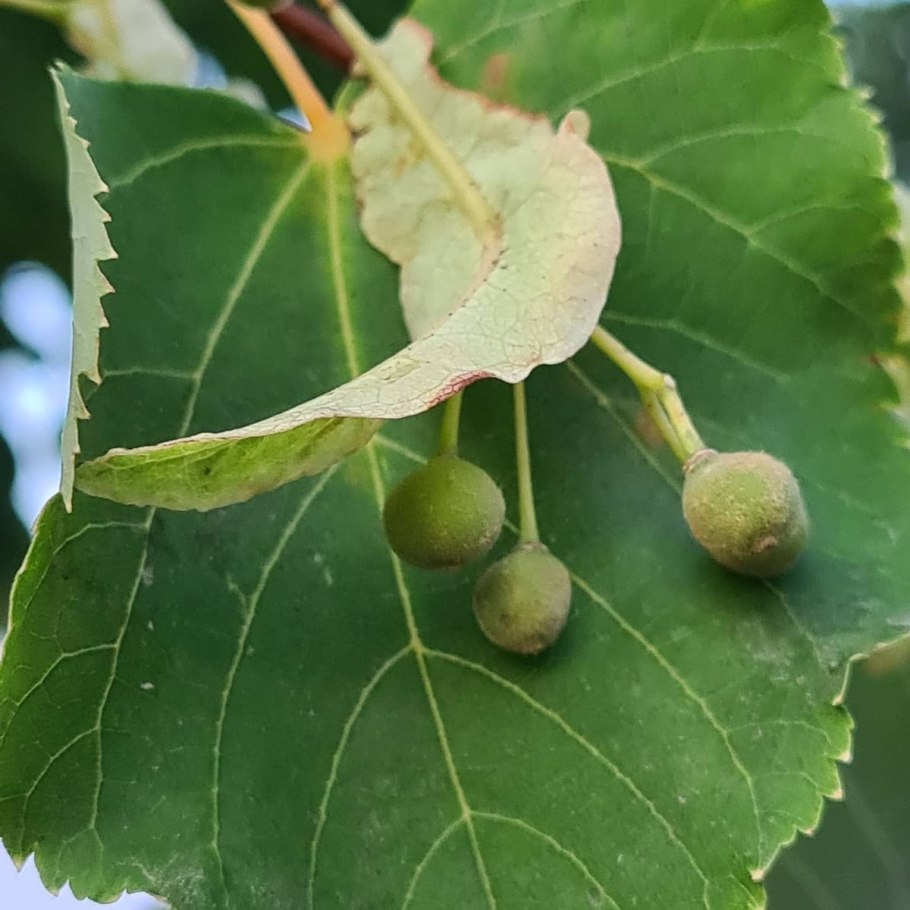 Семена липы крупнолистной