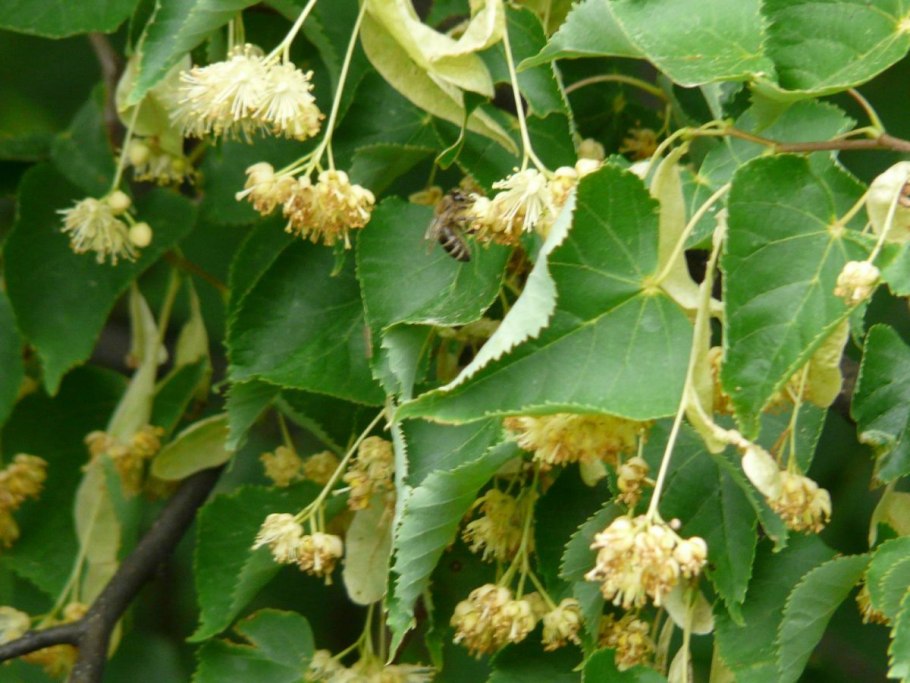 Лира мелколистная плоды