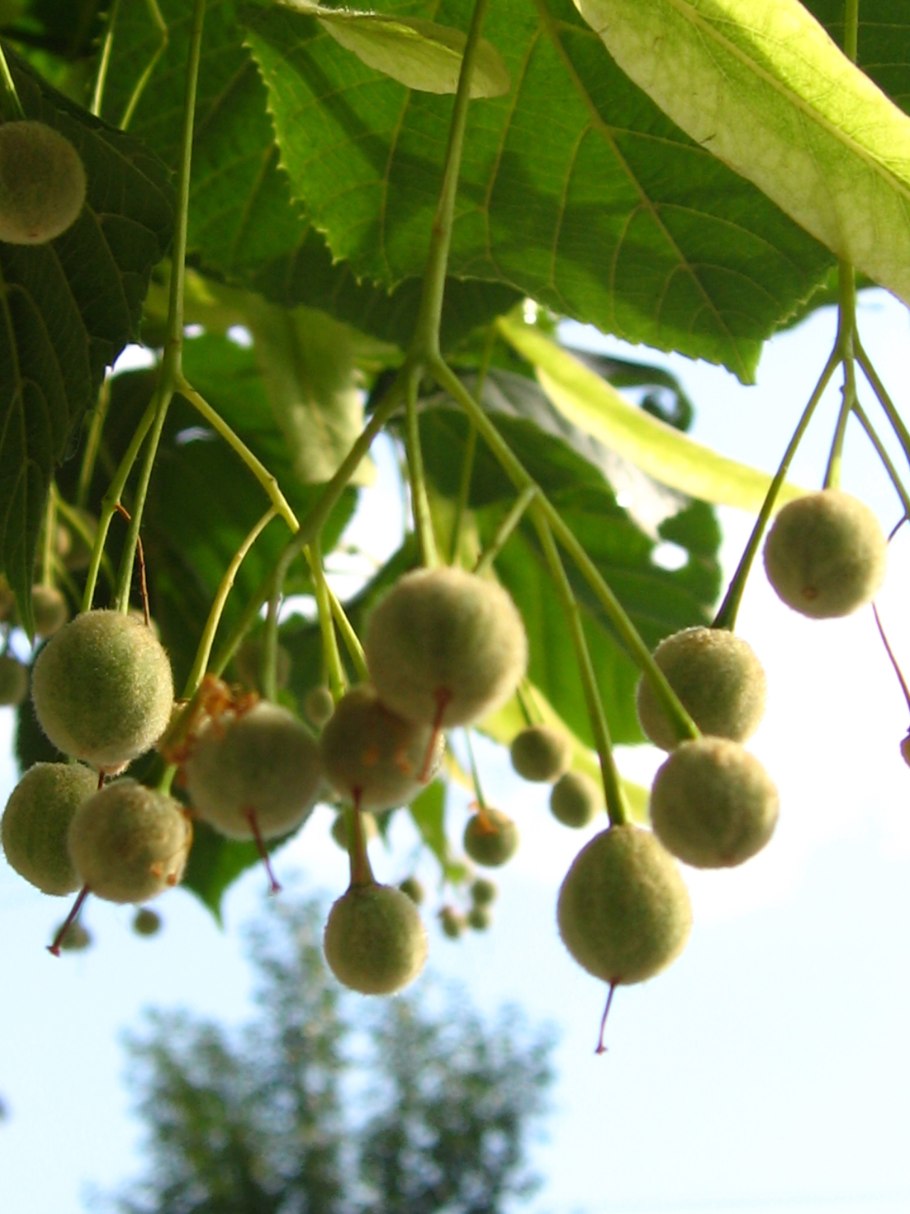 Цвет и плоды липы после цветения