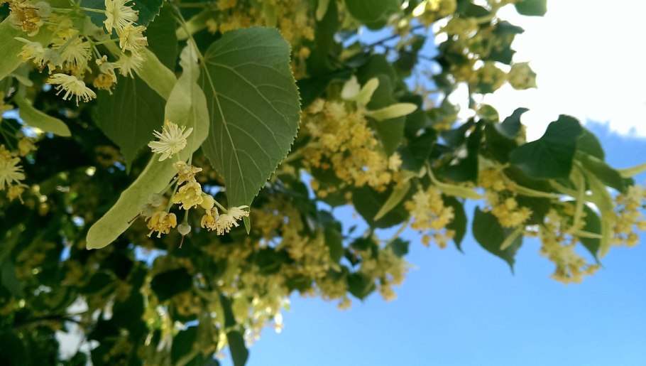 Липа дерево семена