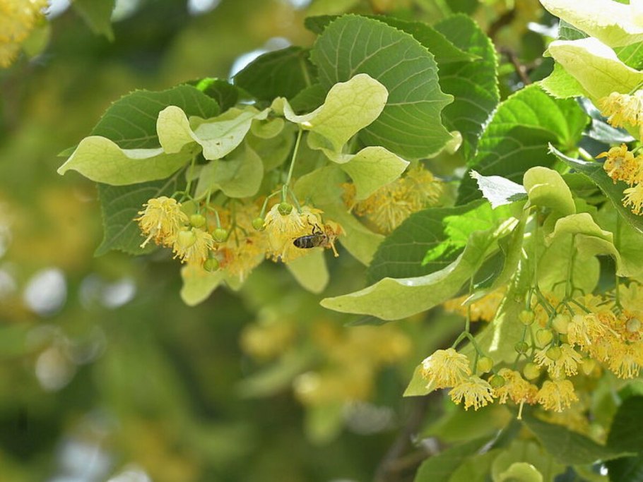 Липа мелколистная осень