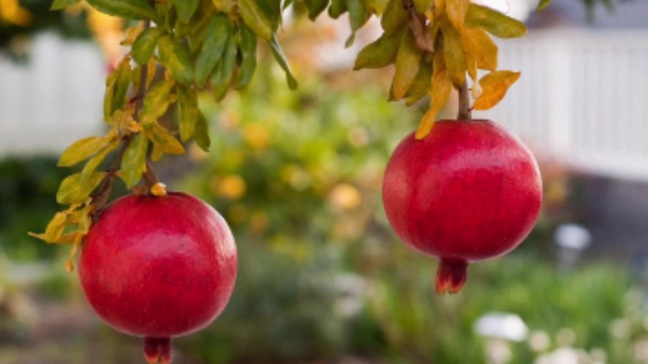 Гранатовое дерево небо