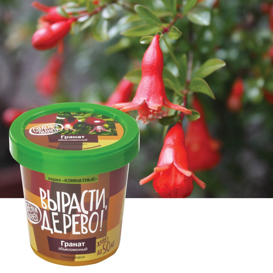 Вырасти дерево