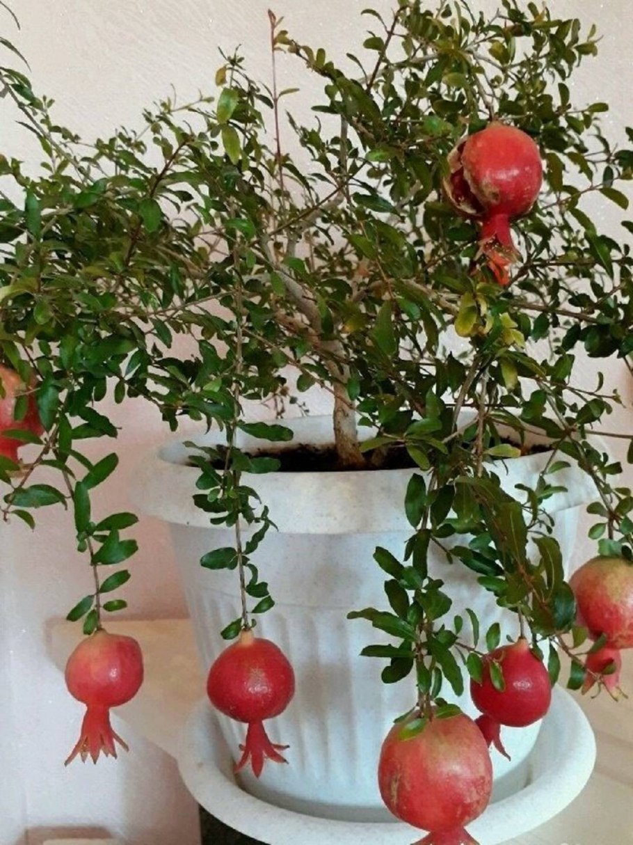 Гранат комнатный Карфаген