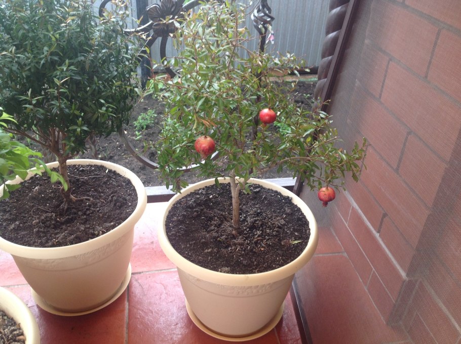 Гранатовое дерево в Подмосковье