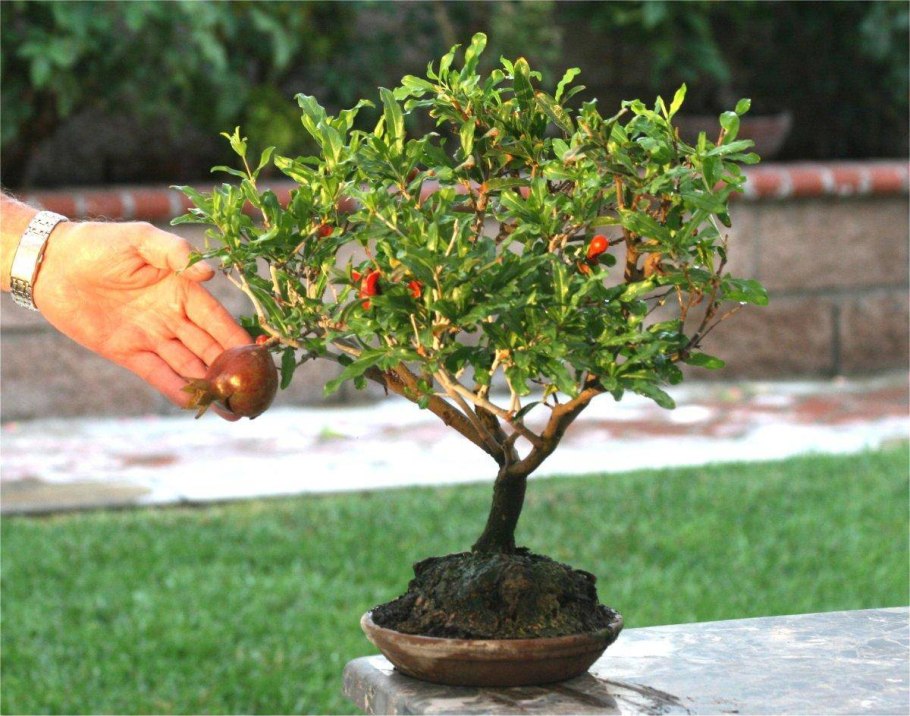 Карликовый гранат бонсай
