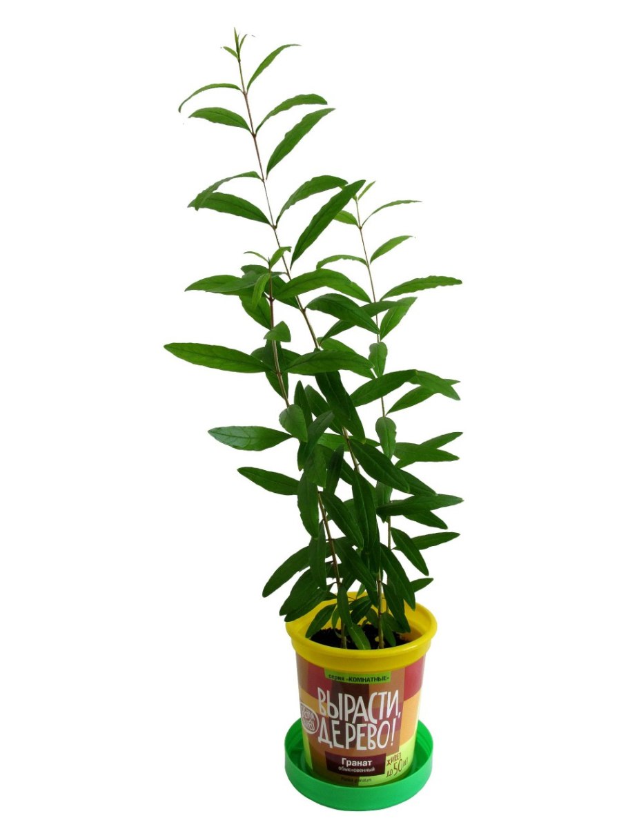 Гранат обыкновенный вырасти дерево