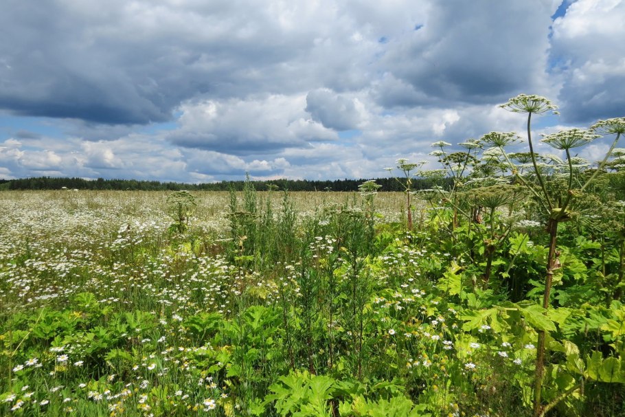Луга Нижегородской области