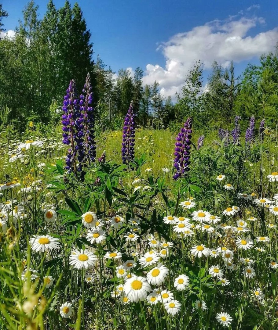 Луговые цветы