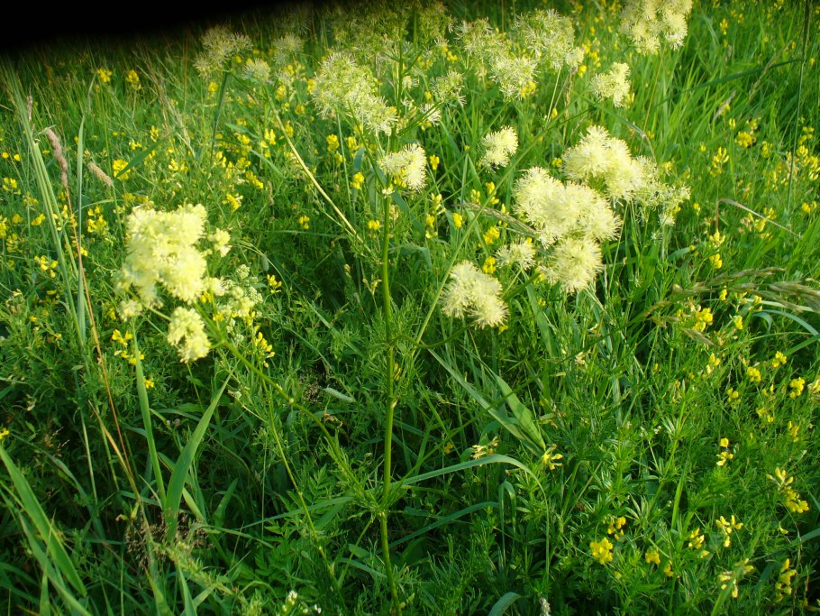 Василистник дикий Луговой