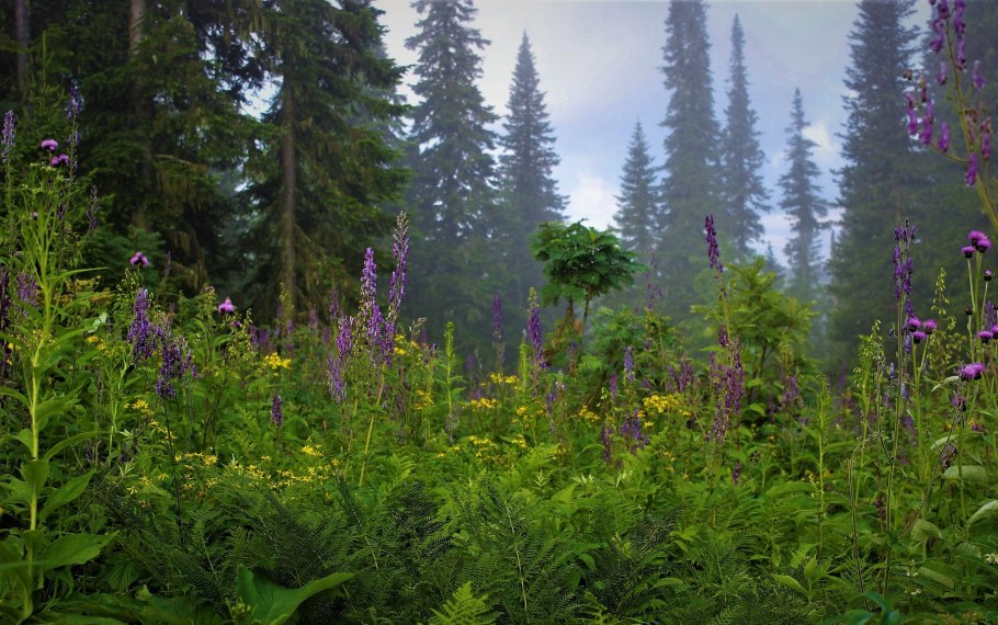 Восточно Сибирская Тайга растительность