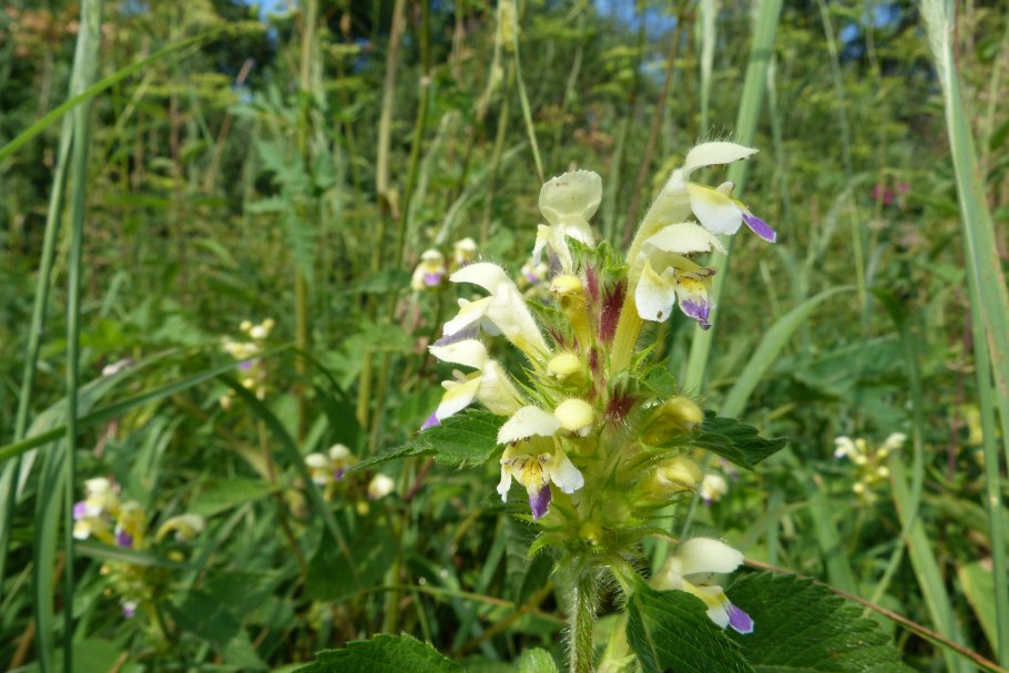 Дикорастущие цветы Москвы