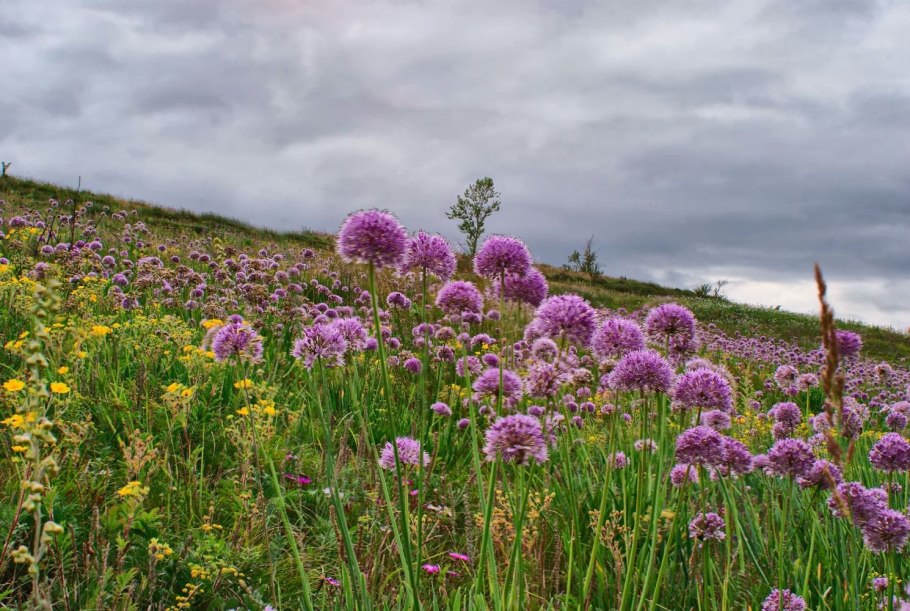 Растения лугов Забайкалья