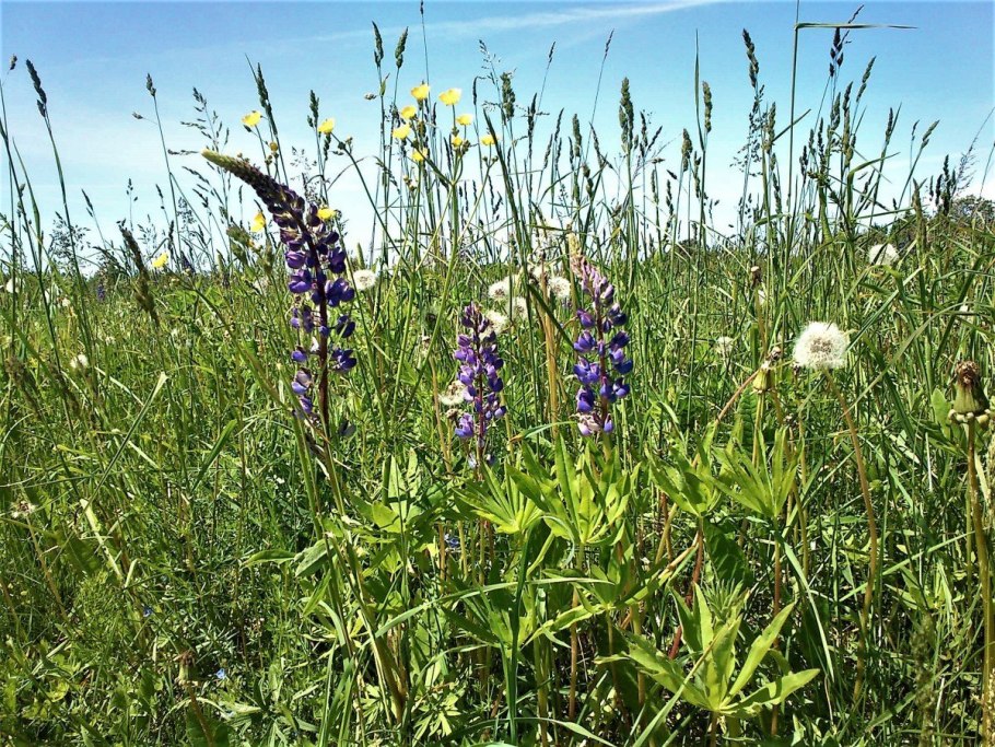 Разнотравье Донской степи