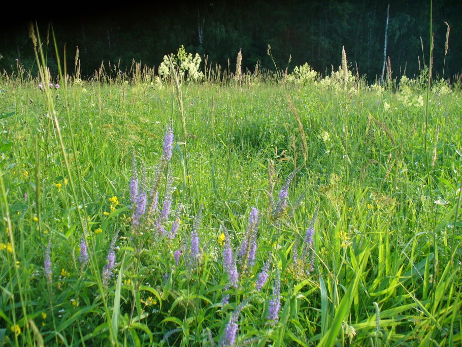 Полевые растения Подмосковья