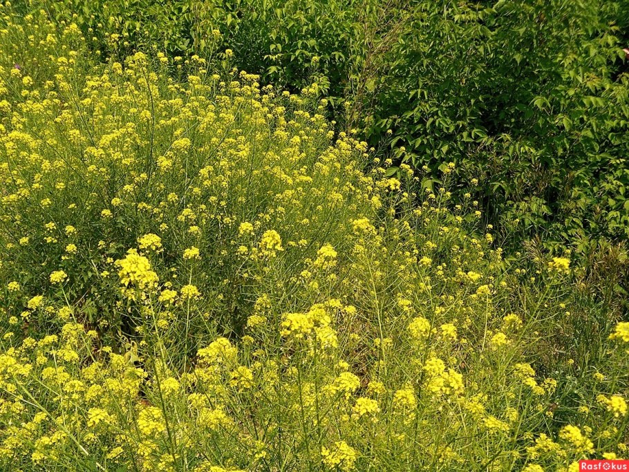 Пастернак посевной медонос