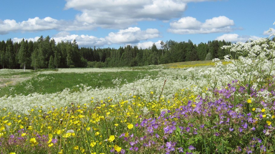 Луга Костромской области