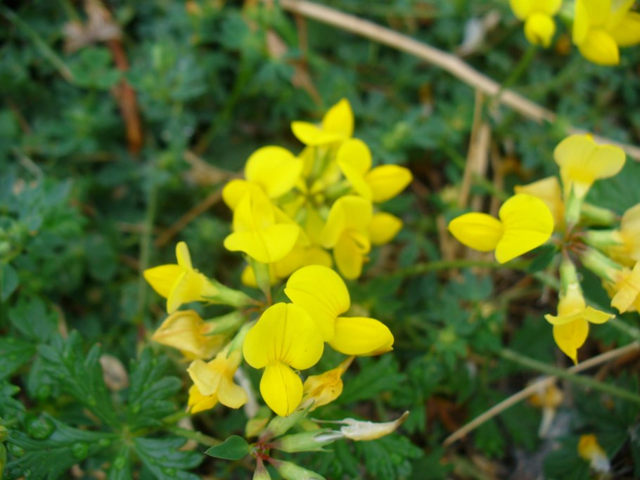 Лекарственные растения Москвы