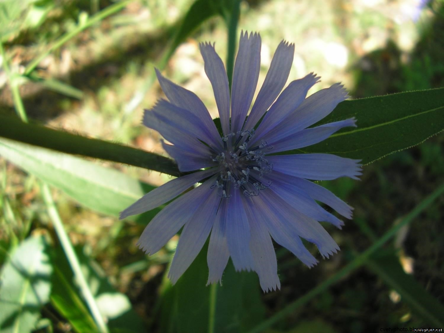 Дикорастущие цветы