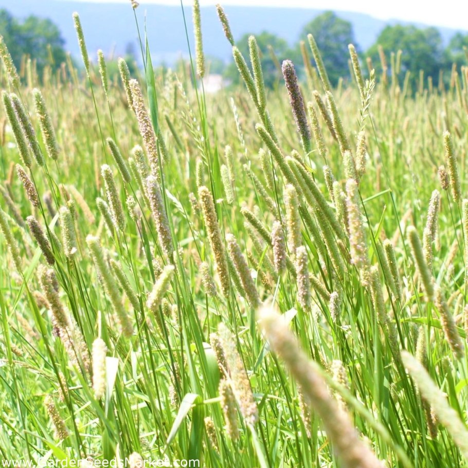 Тимофеевка Степная (Phleum phleoides)