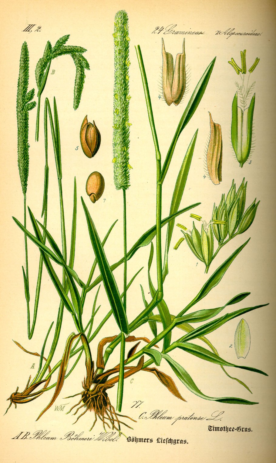 Тимофеевка Степная (Phleum phleoides)