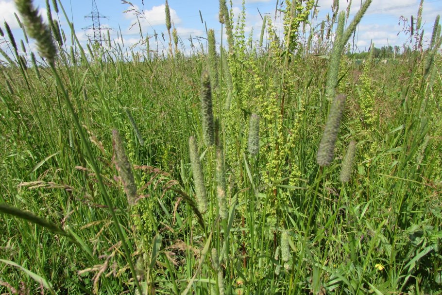 Тимофеевка Луговая (Phleum pratense)