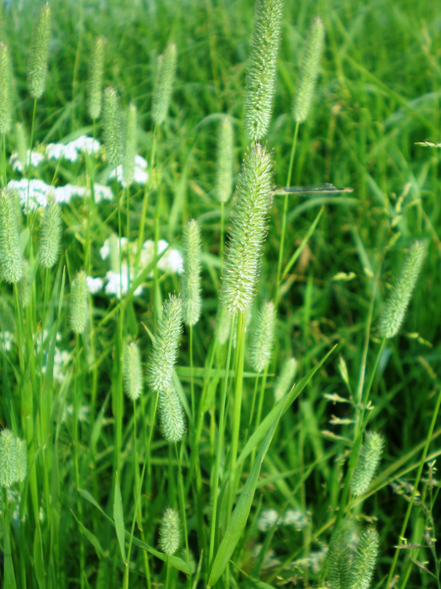 Тимофеевка Луговая (Phleum pratense)