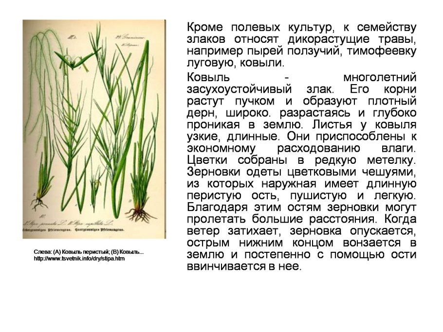 Лисохвост Луговой (Alopecurus pratensis).
