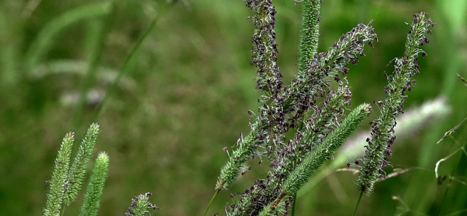 Лисохвост Луговой (Alopecurus pratensis).
