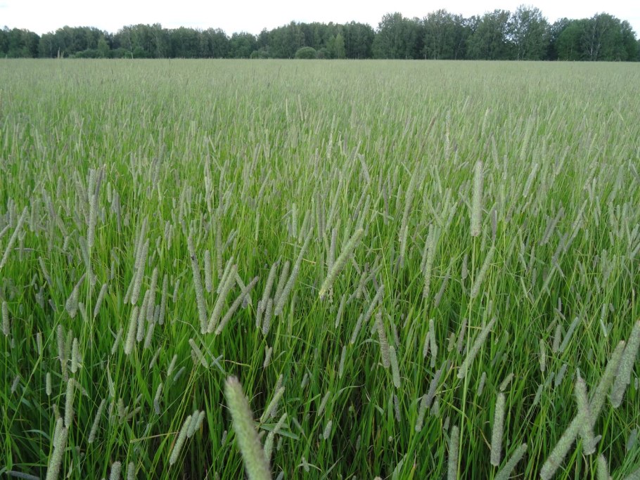 Тимофеевка Луговая (Phleum pratense)
