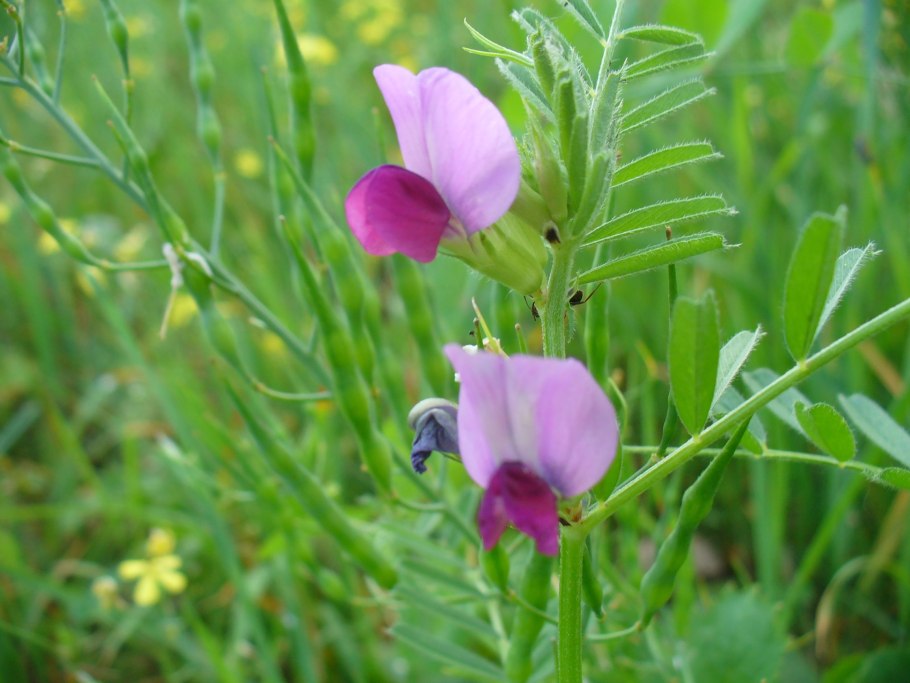 Чина клубненосная Lathyrus tuberosus