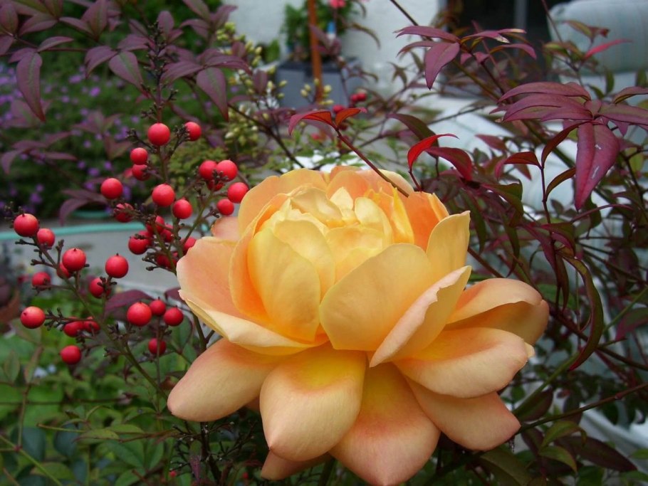 Роза английская ПЭТ Остин