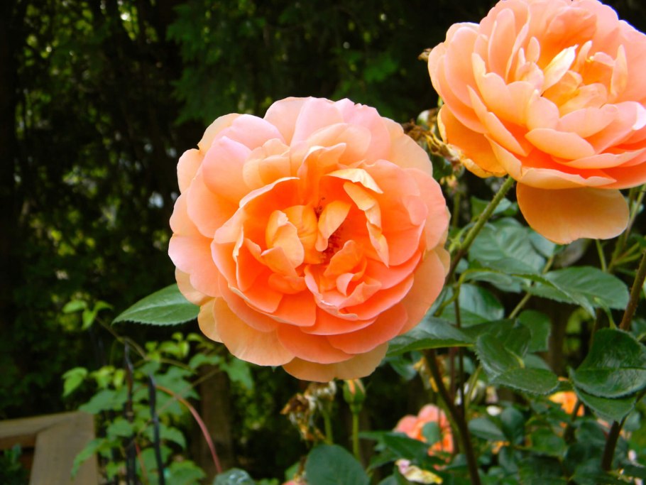 Роза шраб ПЭТ Остин