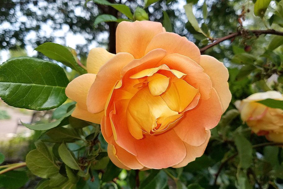 Роза шраб ПЭТ Остин