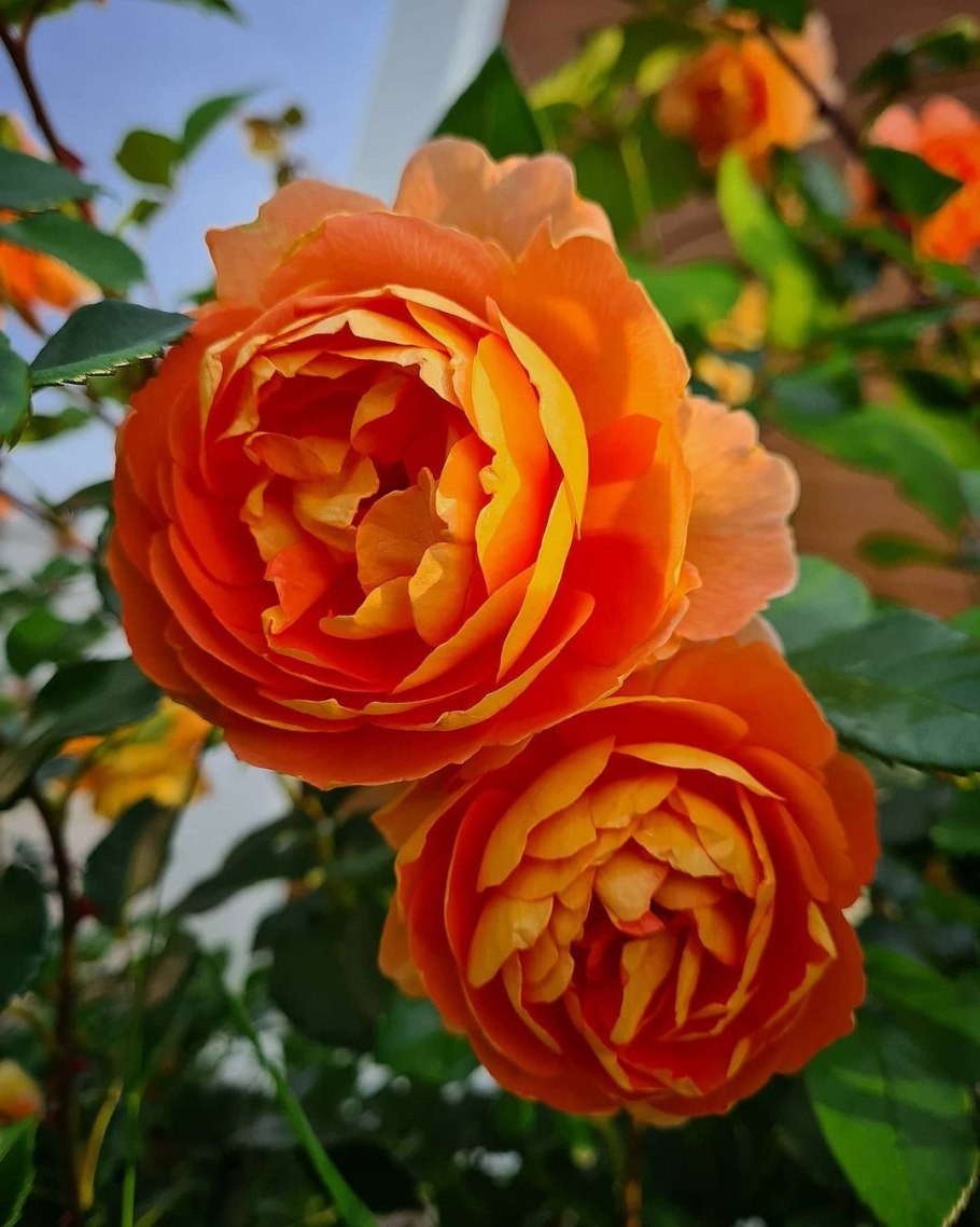 Роза Дэвида Остина ПЭТ Остин